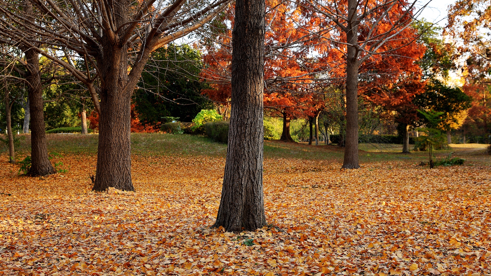 China adds teeth to draft environmental code, clarifies wildlife rules