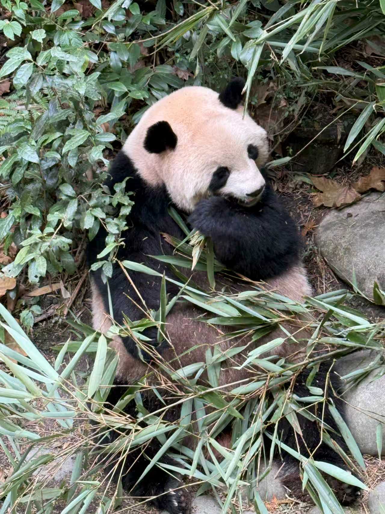 A giant panda rests in a bamboo grove at Dujiangyan Panda Valley. /WWF