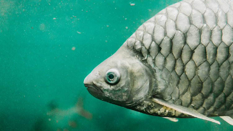 China creates new virtually 'bone-free' fish for the dinner table - CGTN