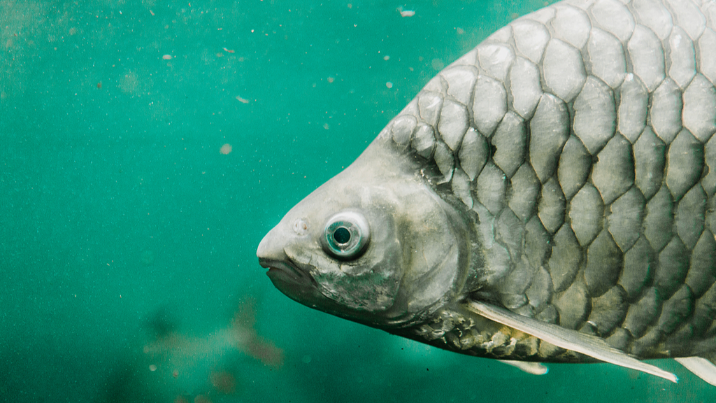 A gibel carp. /VCG