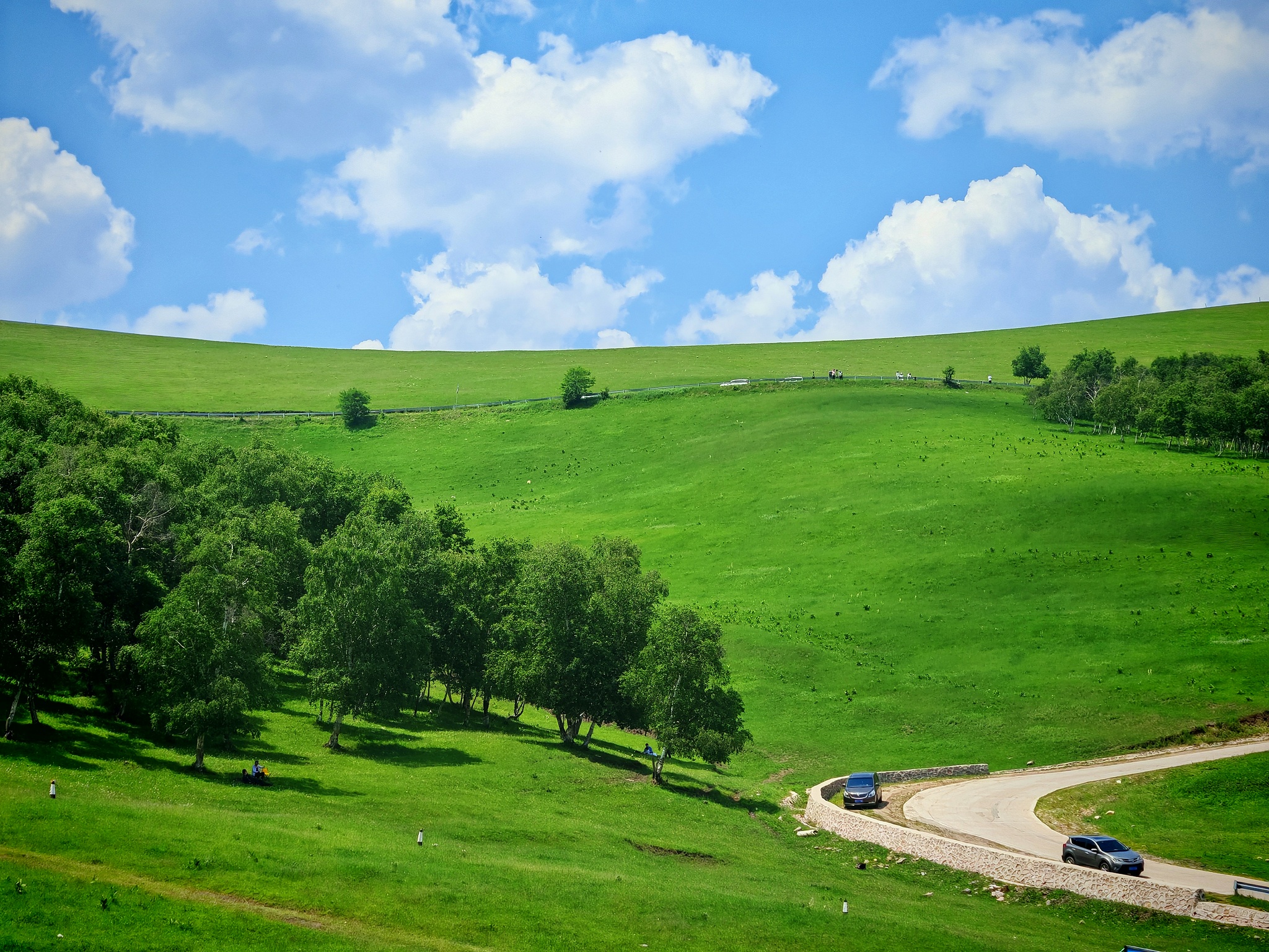 Bashang Grassland in Chengde, Hebei Province, north China, June 24, 2025. /VCG