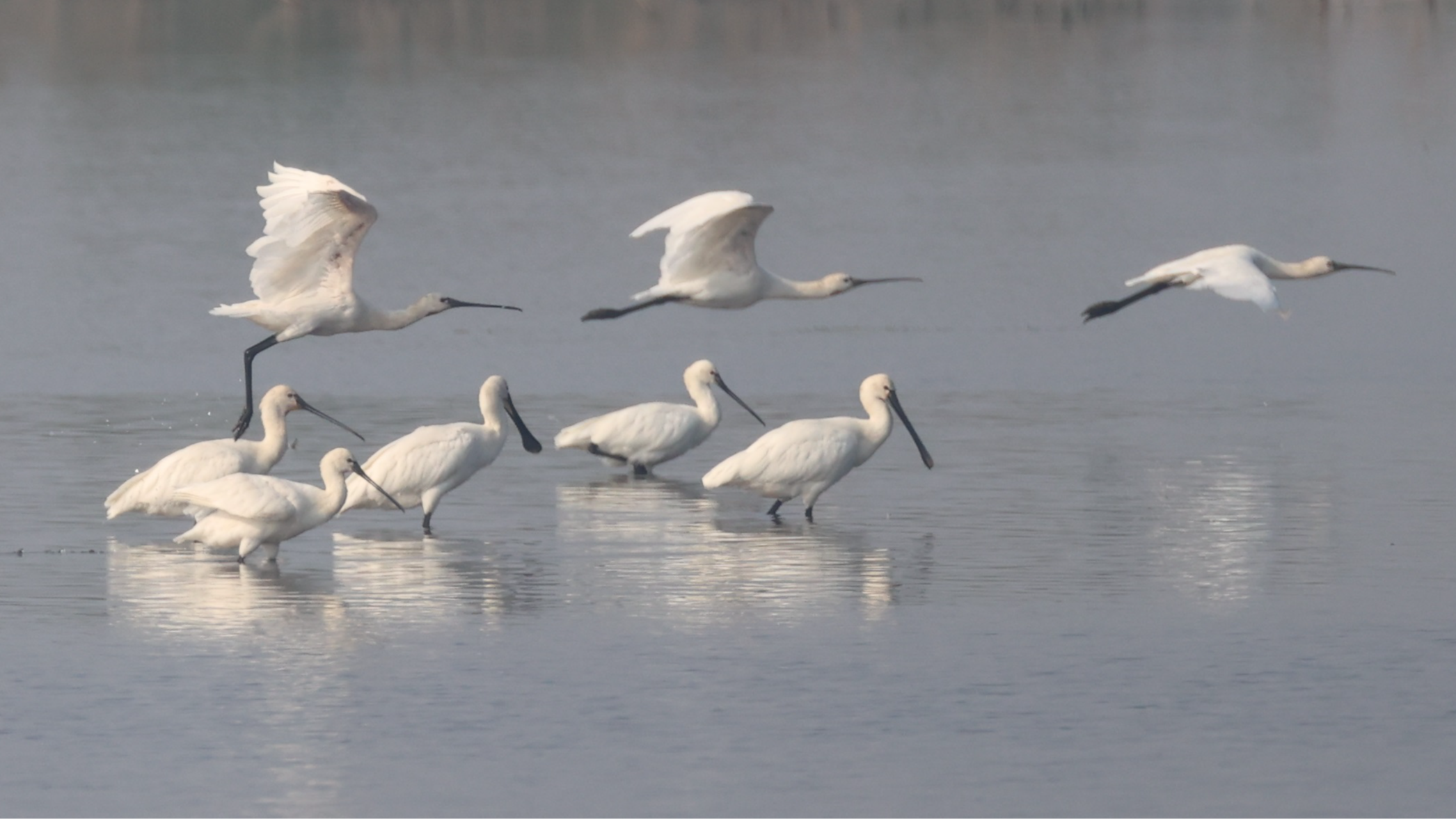 Live: Witness the winter life of migratory birds in China's Hunan Province
