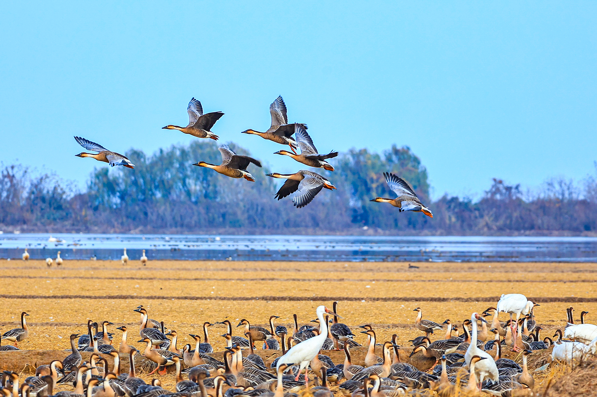 Winged wonders spotted at Poyang Lake
