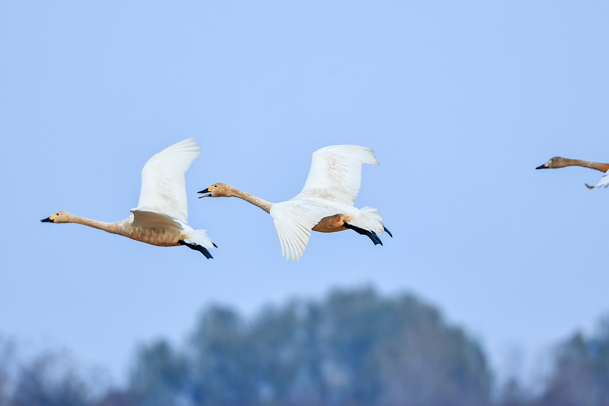 Winged wonders spotted at Poyang Lake