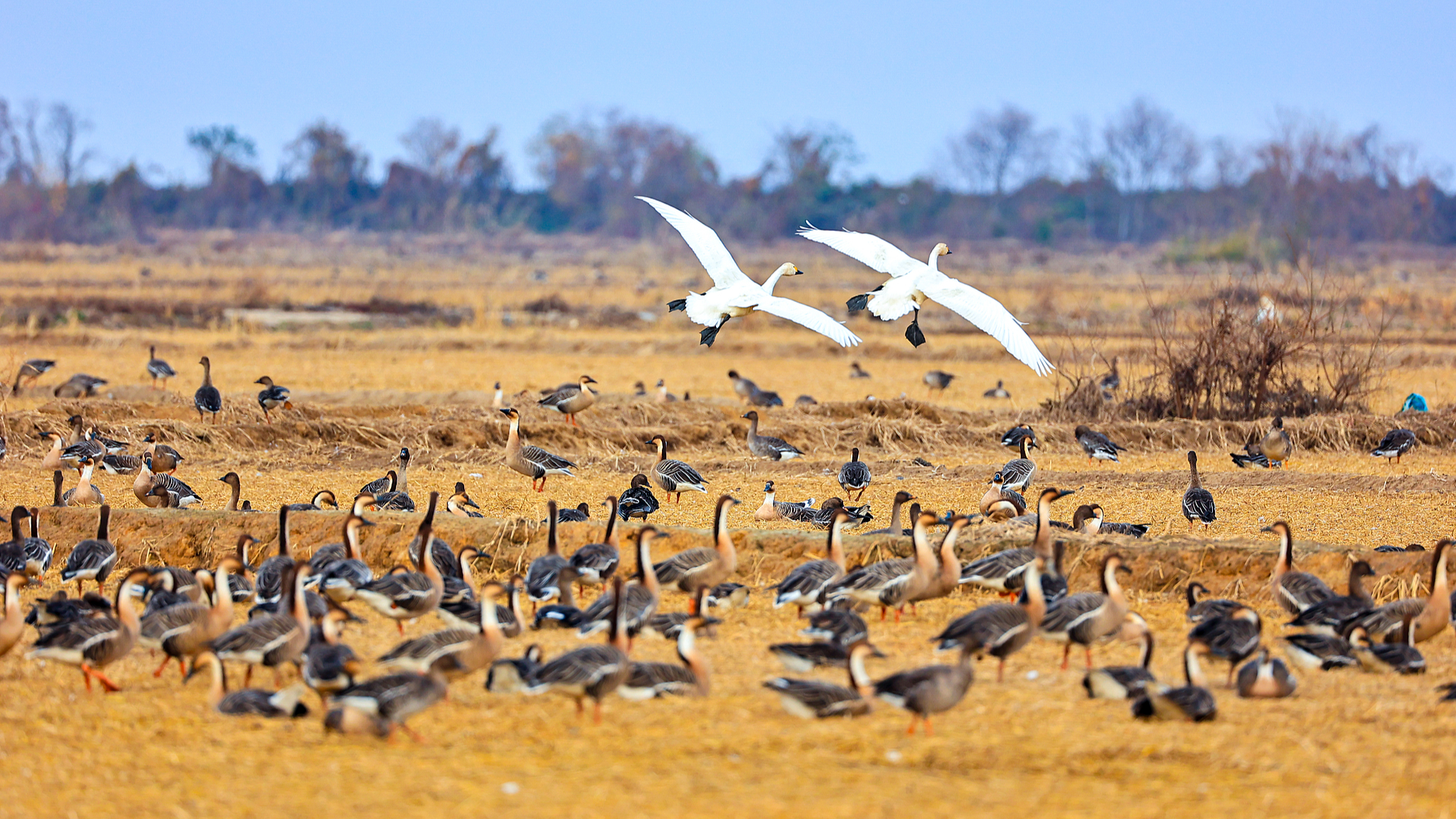 Winged wonders spotted at Poyang Lake