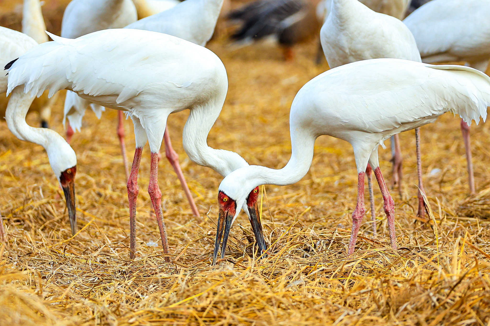 Winged wonders spotted at Poyang Lake
