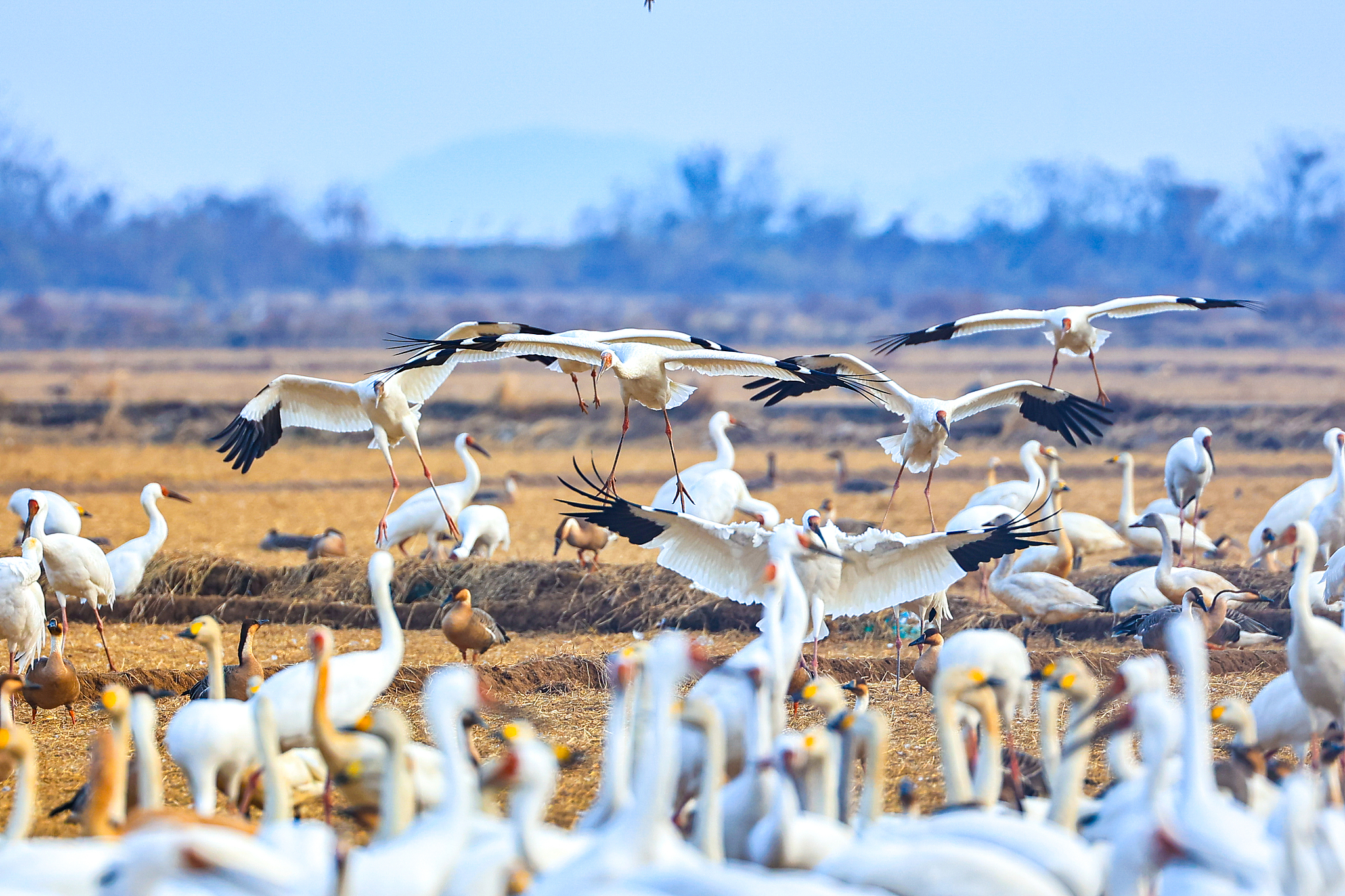 Winged wonders spotted at Poyang Lake