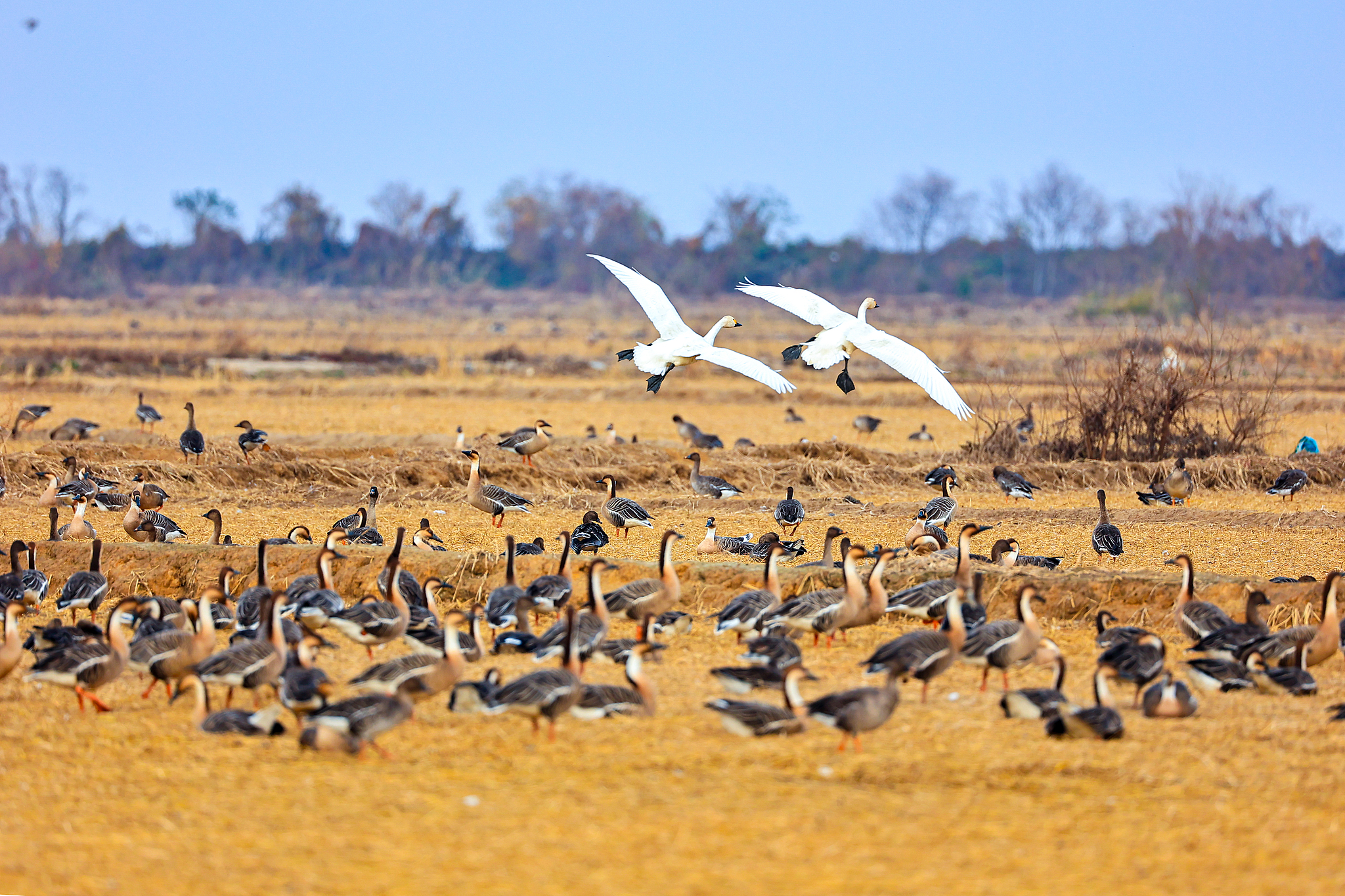 Winged wonders spotted at Poyang Lake