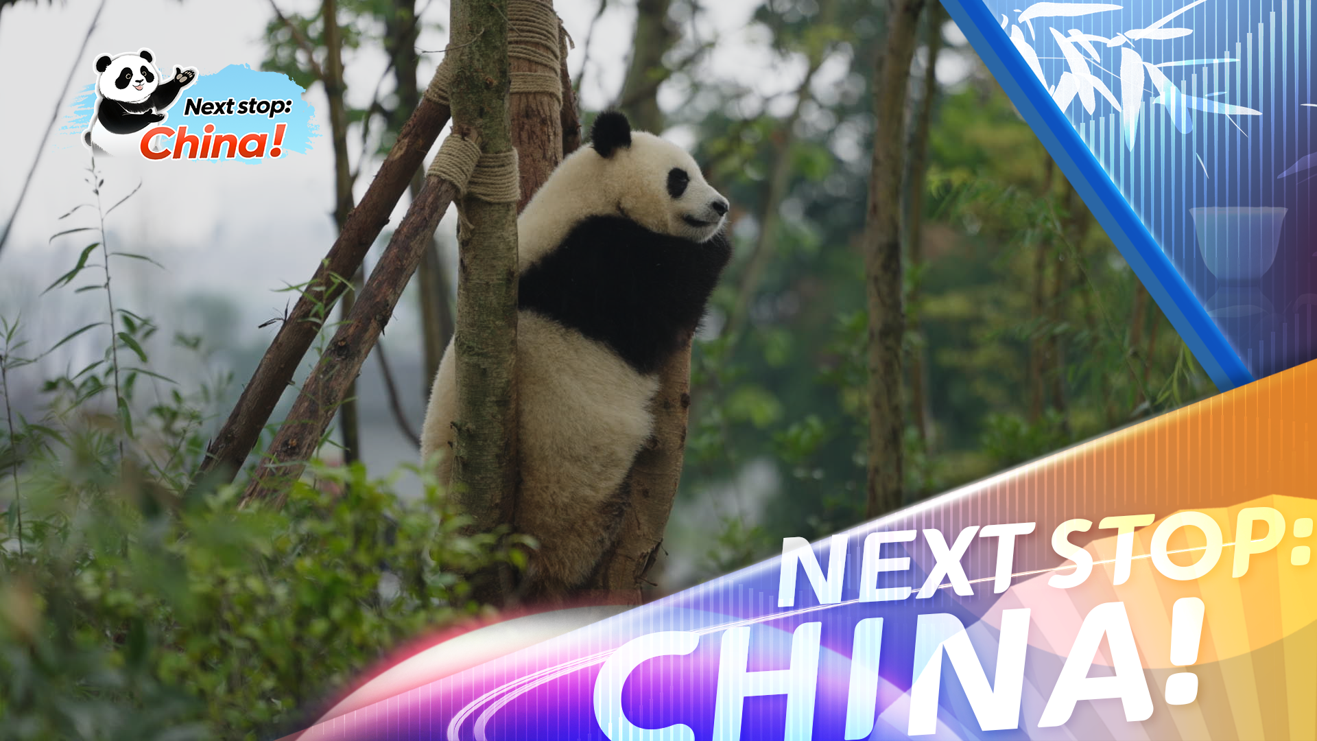 Beloved giant pandas, Chengdu's biggest stars