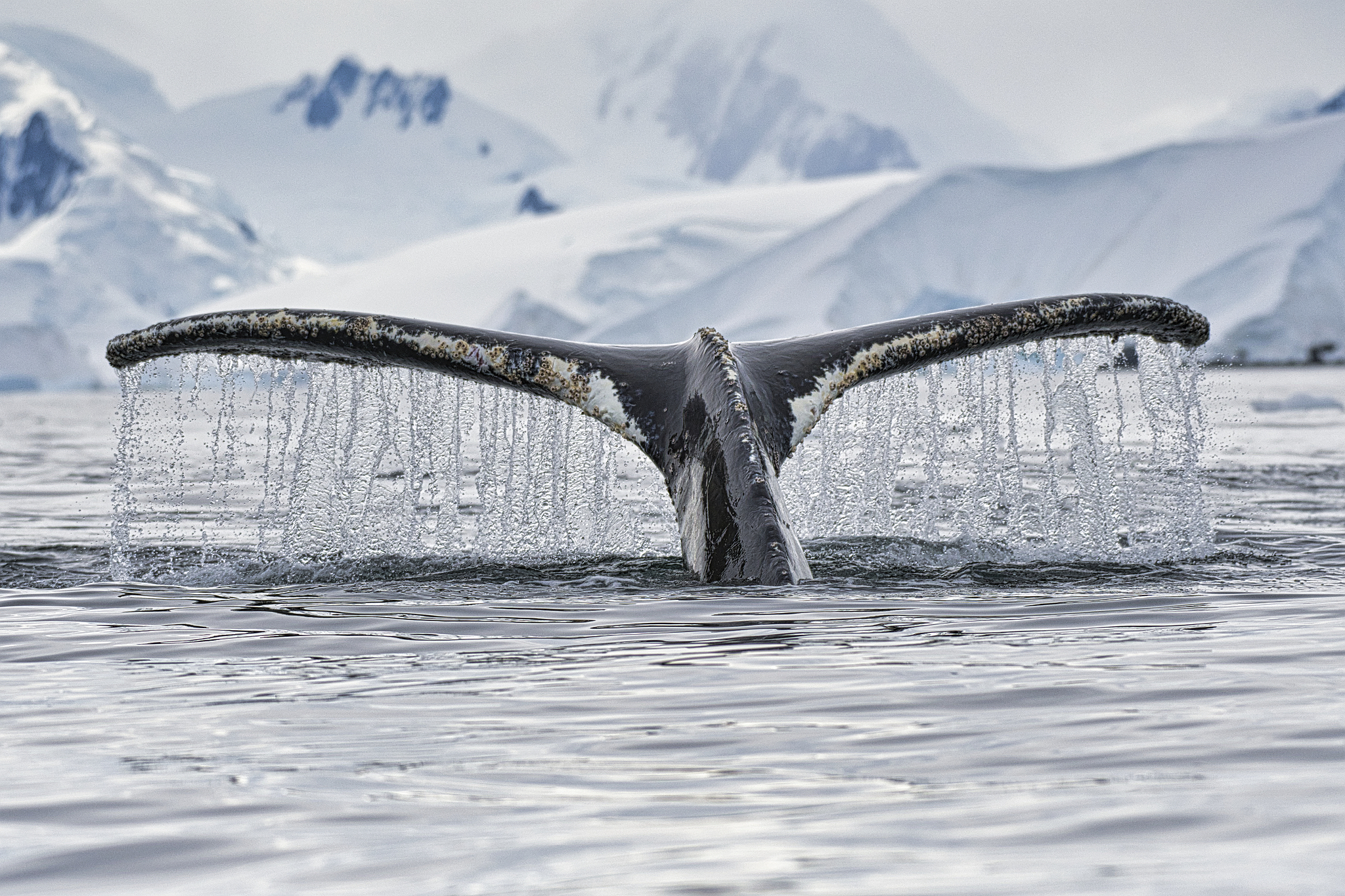 A whale's tail is seen at the Fournier Bay, Antarctica. /VCG