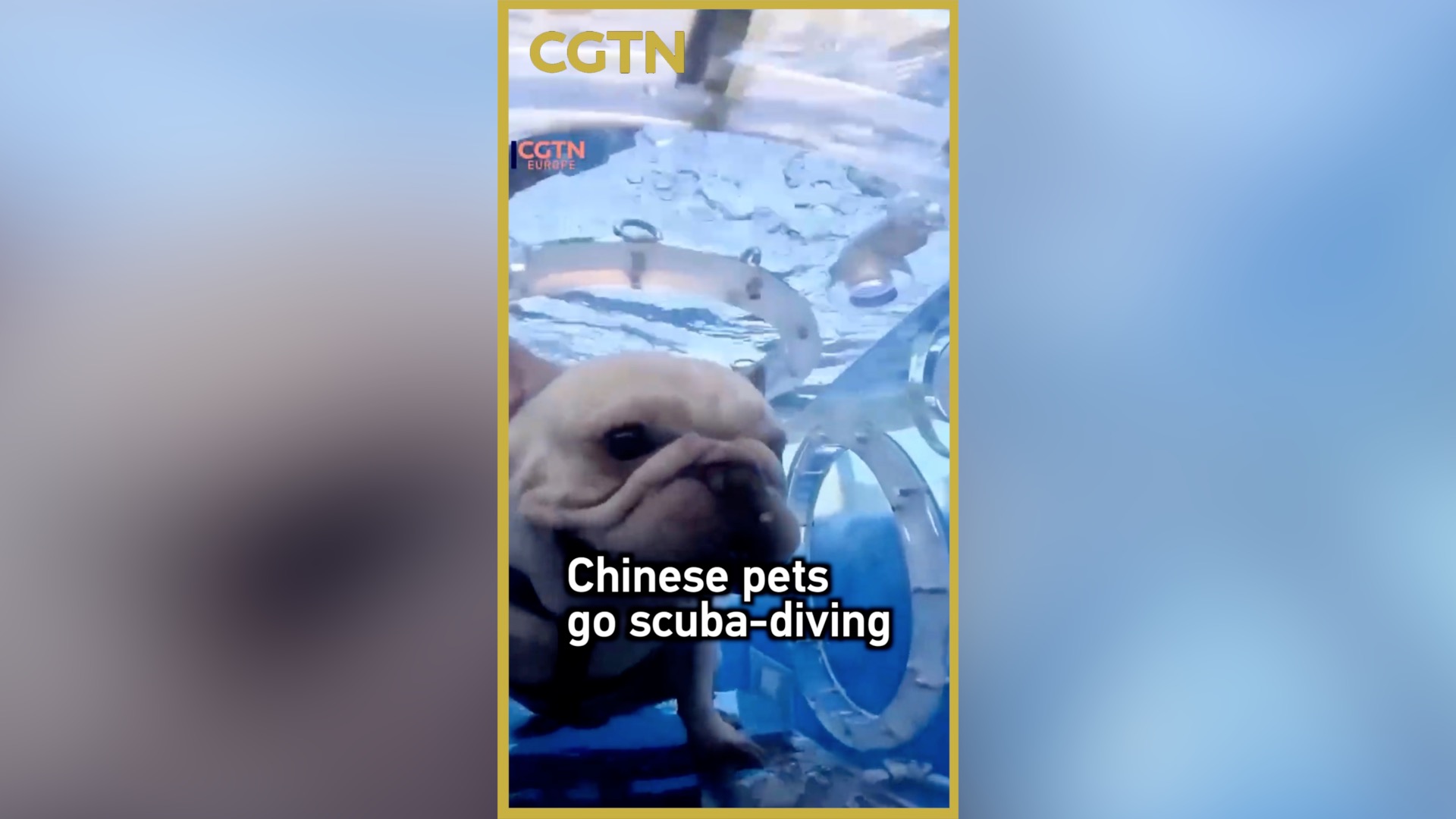 Chinese pets go scuba diving