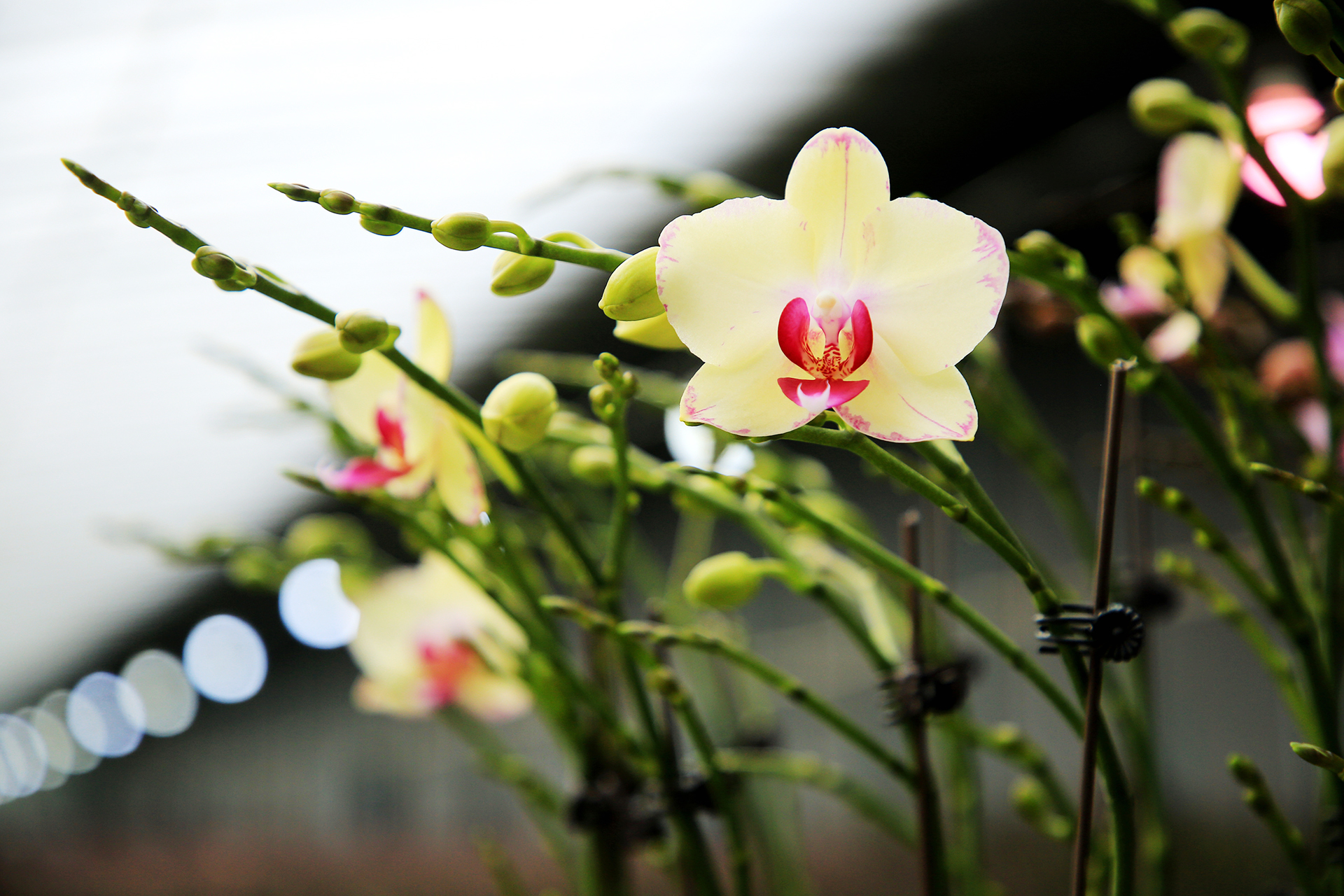 Moth orchids are seen at a greenhouse at Yilan Biotechnology in Rizhao, Shandong Province on December 19, 2025. /IC