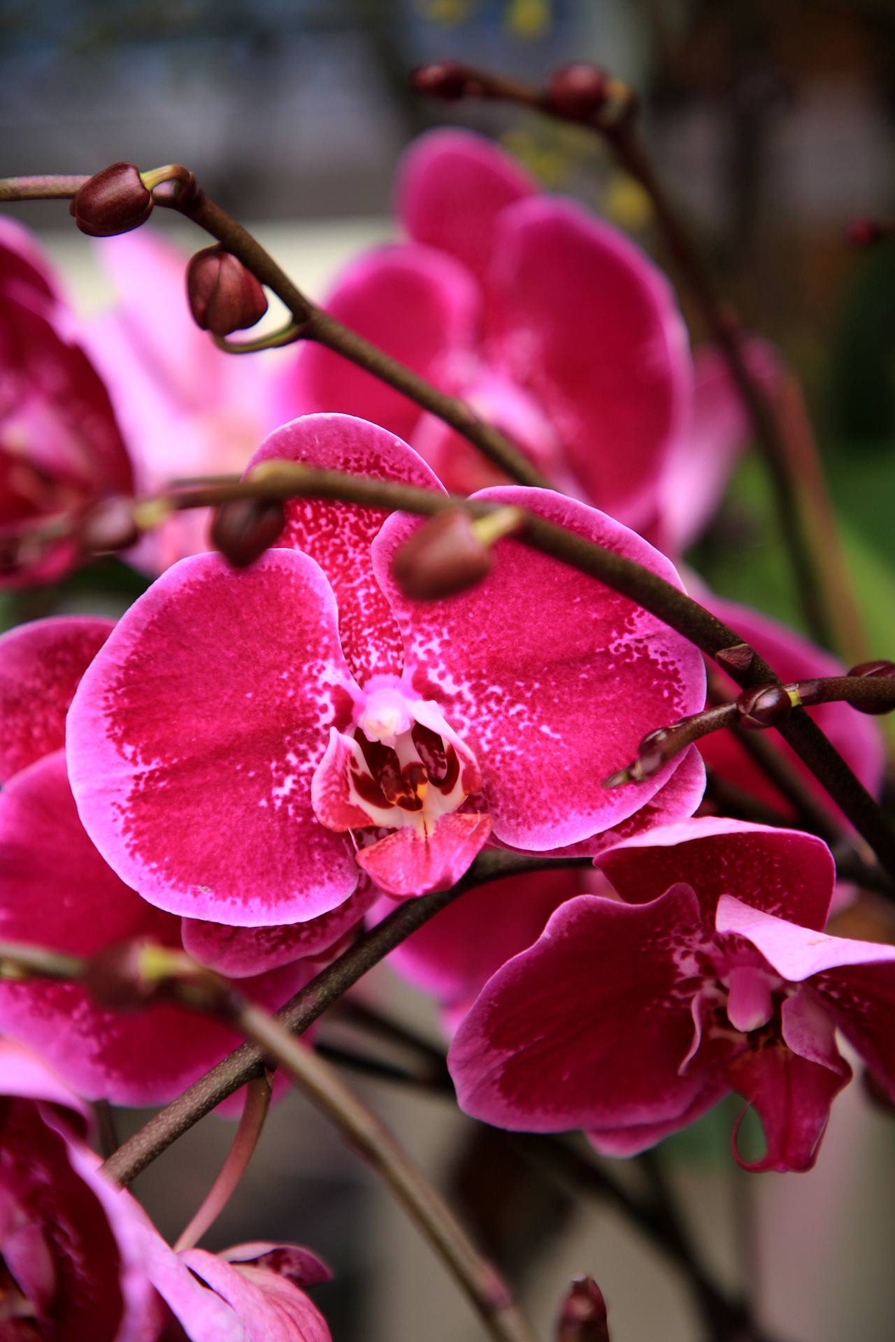 Moth orchids are seen at a greenhouse at Yilan Biotechnology in Rizhao, Shandong Province on December 19, 2025. /IC