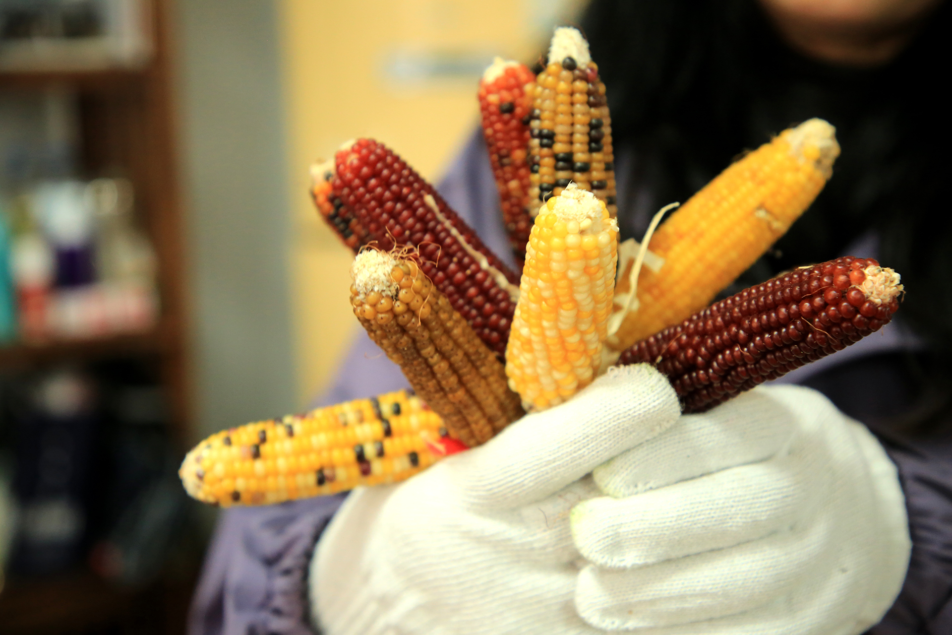 Miniature colored corn cobs are a popular product of Yilan Biotechnology in Rizhao, Shandong Province. /IC