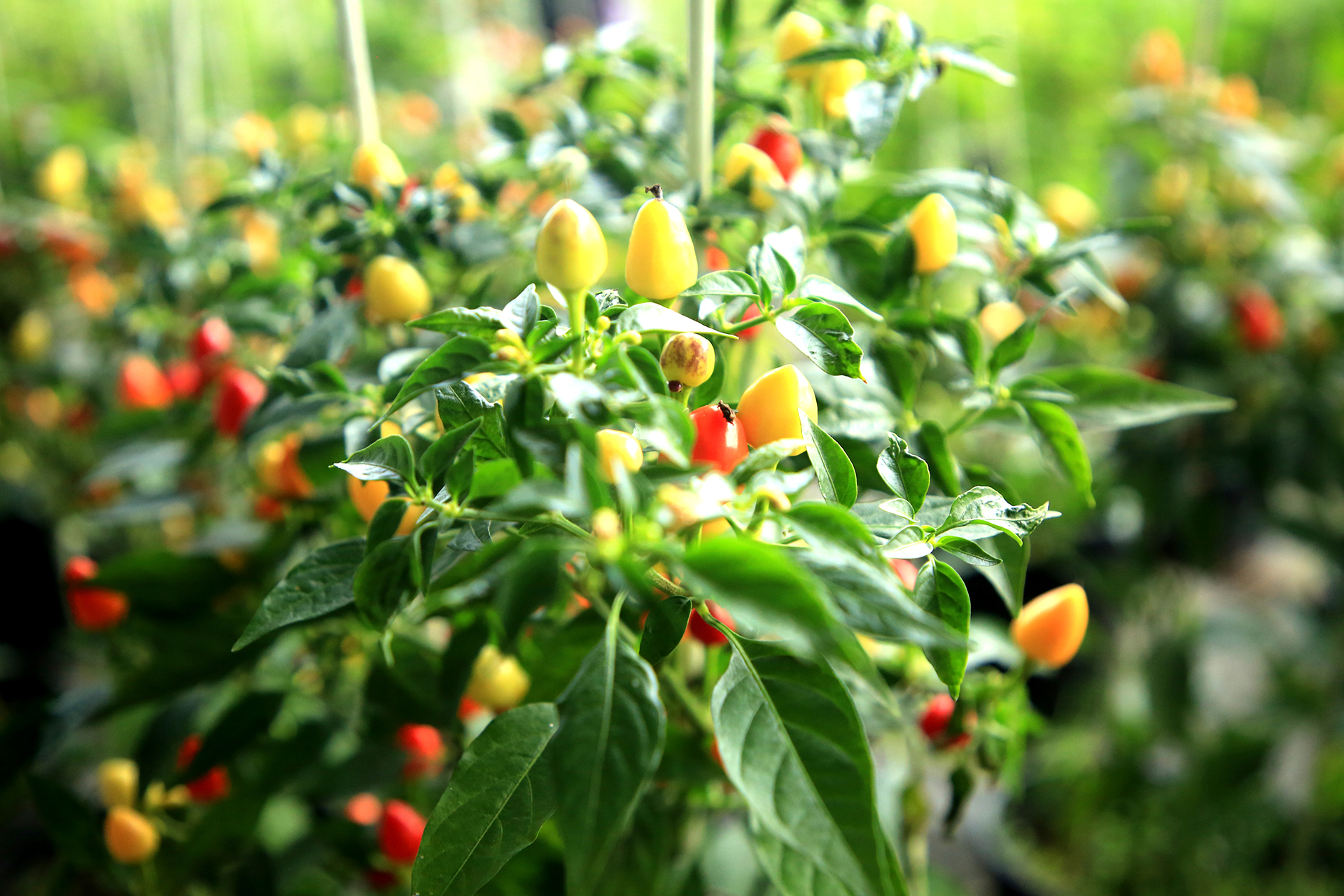 Colorful peppers are seen at the farm of Yilan Biotechnology in Rizhao, Shandong Province on December 19, 2025. /IC