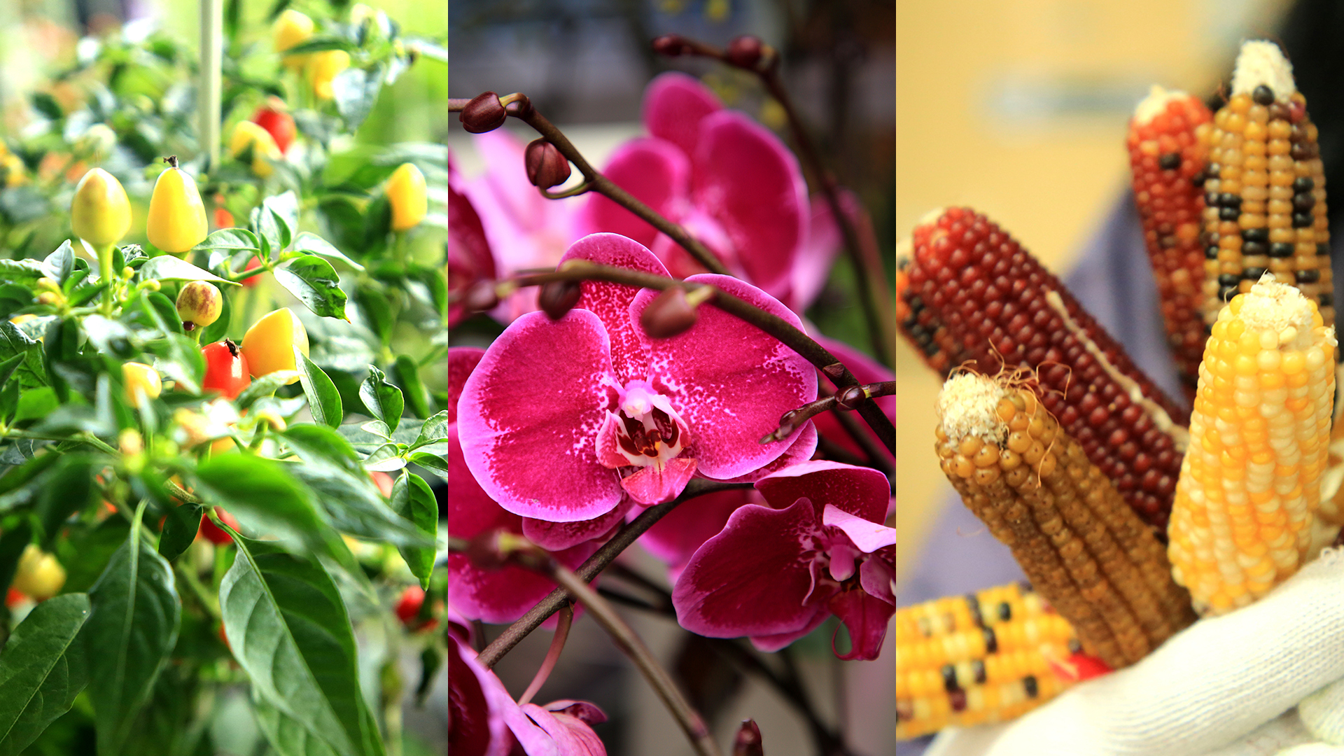 High-tech farming nurtures beauty, value and holiday blooms