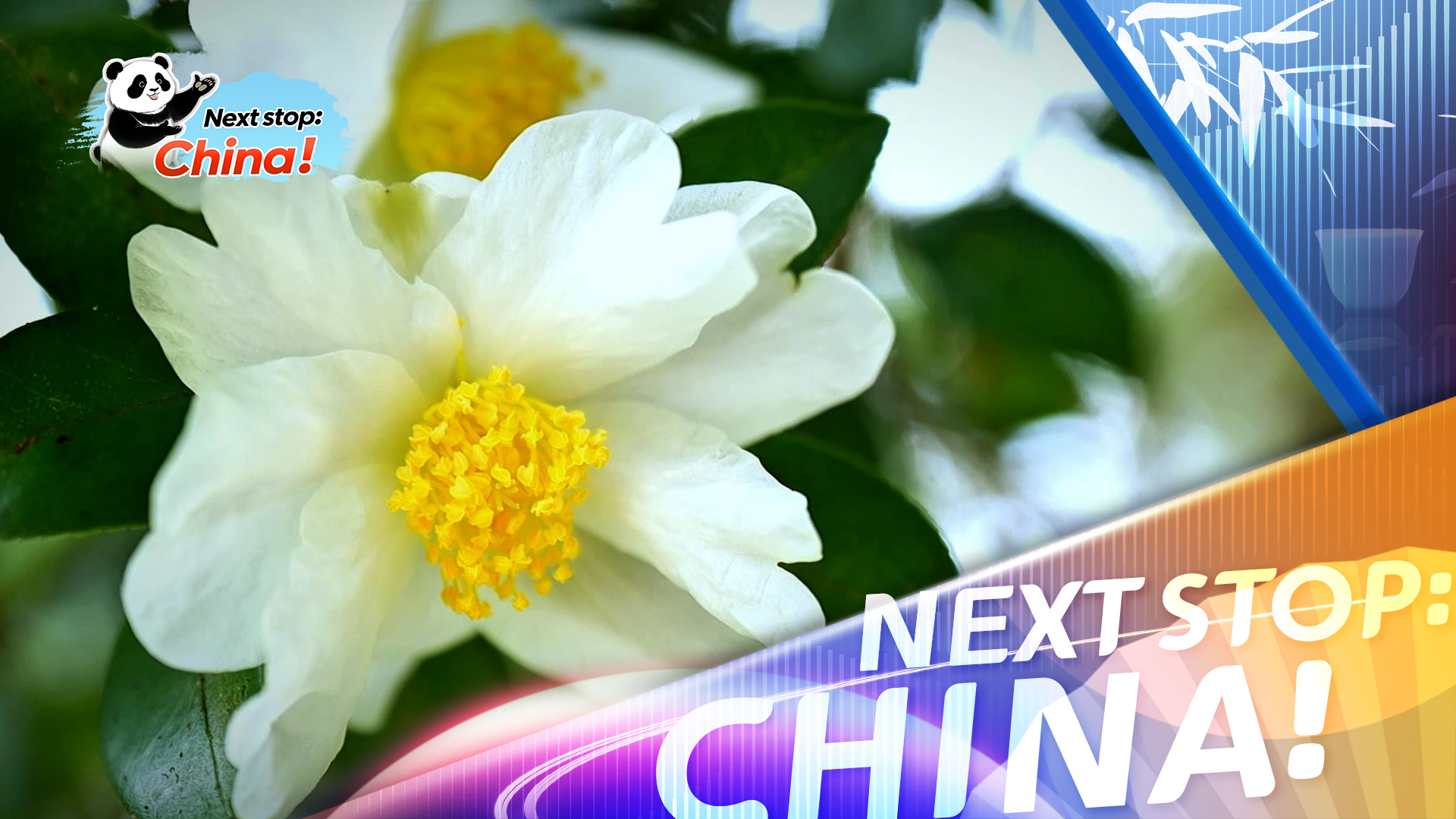Oil tea camellias bloom in Tunchang, powering rural revitalization