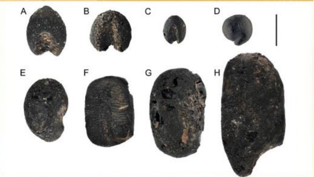 Carbonized seeds unearthed at the Xiaogao site, Shandong Province, east China. /CMG