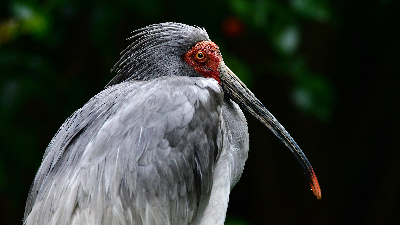 A crested ibis. /VCG