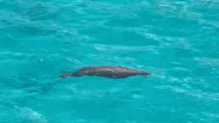 A dugong is seen in the South China Sea. /CMG
