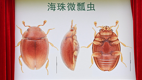 Eidoreus haizhuensis is officially announced in Guangzhou City, Guangdong Province, south China, February 16, 2025. /VCG