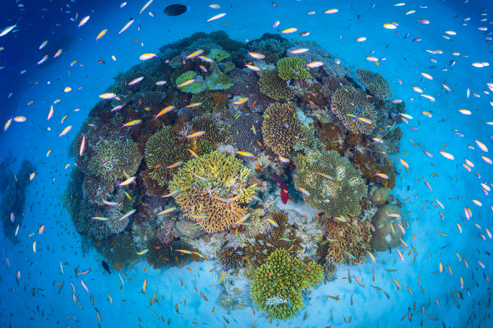 Coral reefs in the Mayotte's lagoon. /VCG