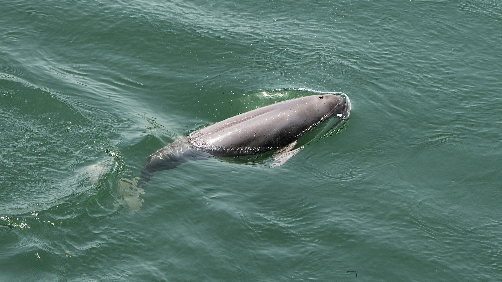 A Yangtze finless porpoise is seen in Yichang City, Hubei Province, central China, May 1, 2025. /VCG