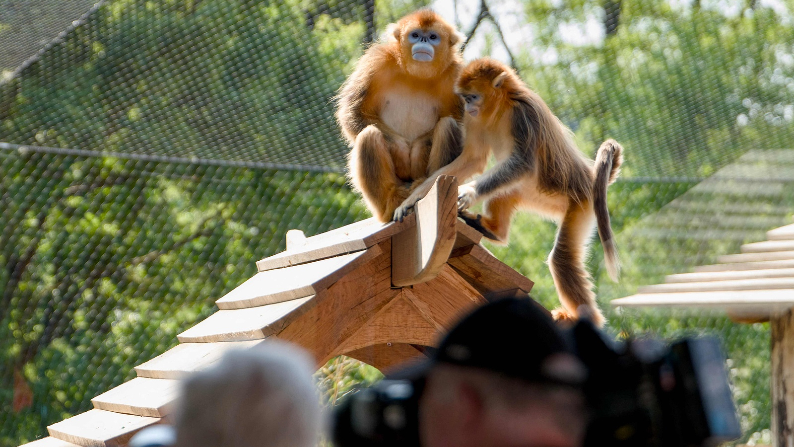 Visitors take photographs of the golden snub-nosed monkeys through their enclosure during the first day of presentation at the Beauval Zoo in Saint-Aignan, France, May 7, 2025. /VCG