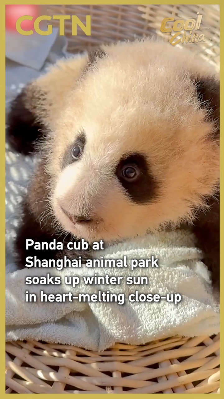 Panda cub at Shanghai animal park soaks up winter sun