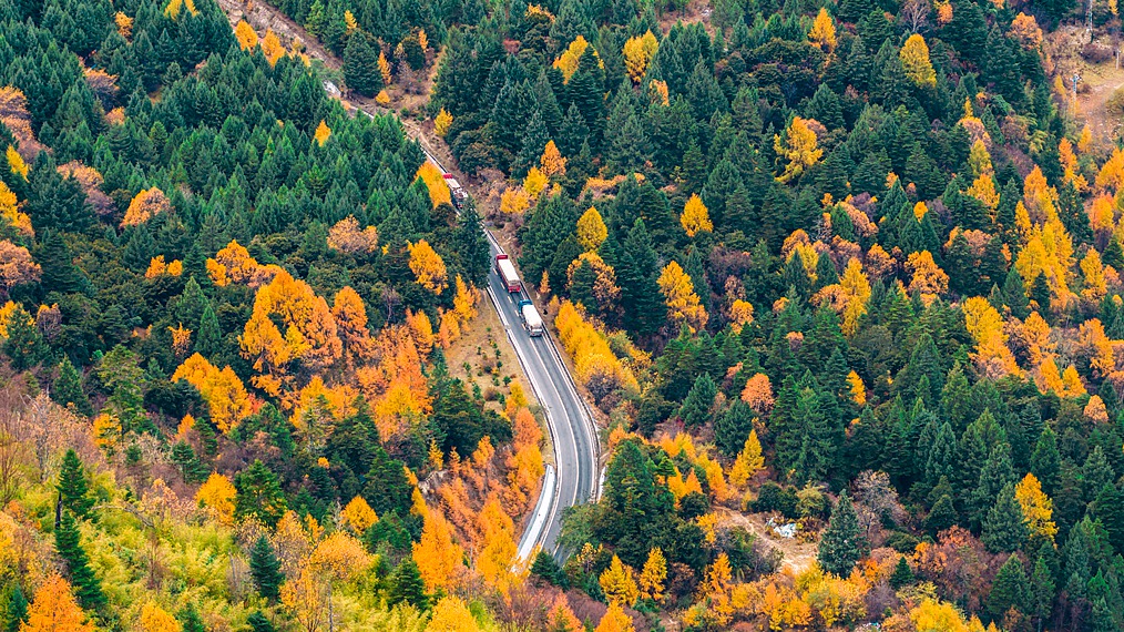 Autumn colors along the Sejila Mountain section of National Highway 318 in Nyingchi, southwest China's Xizang Autonomous Region, November 11, 2025. /VCG