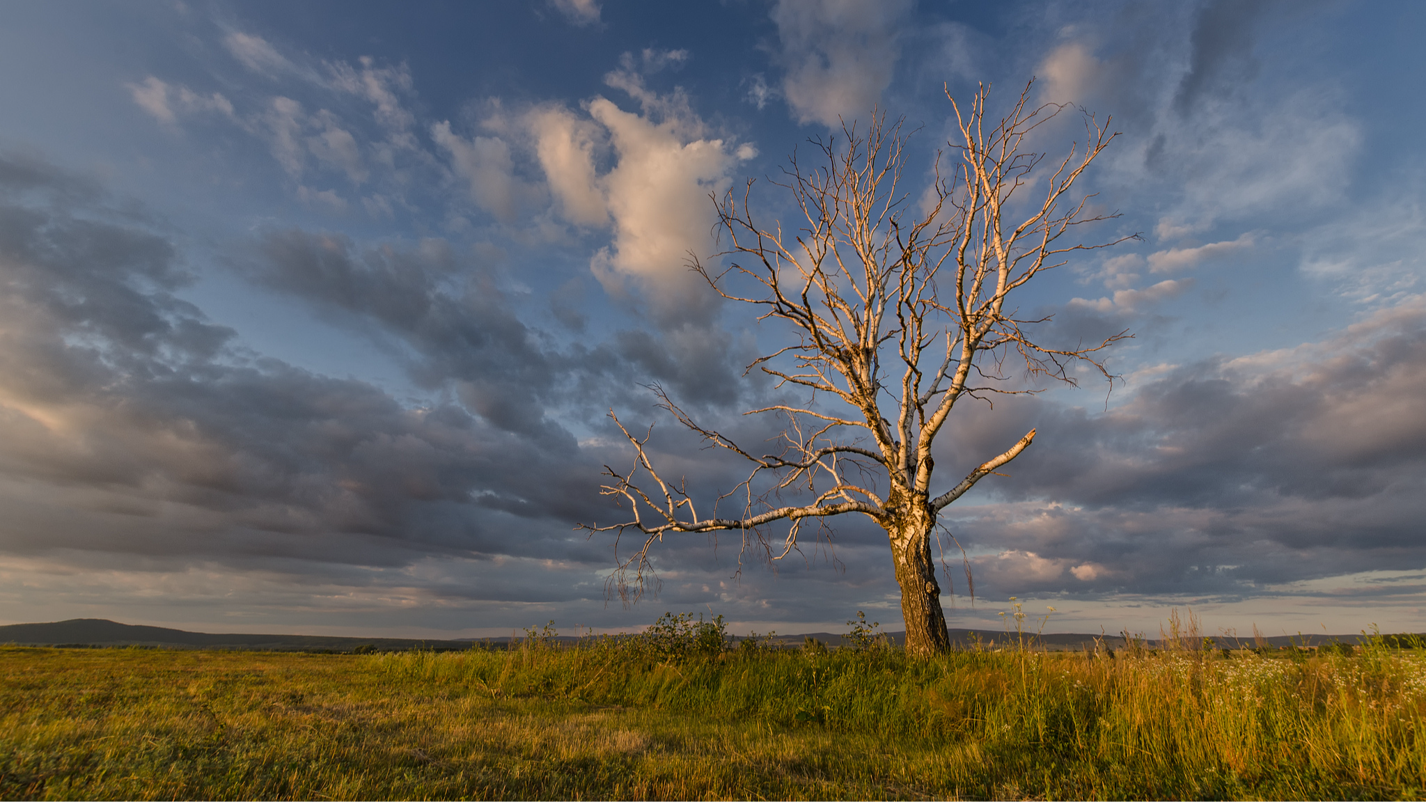 Chinese scientists map non-photosynthetic vegetation nationwide