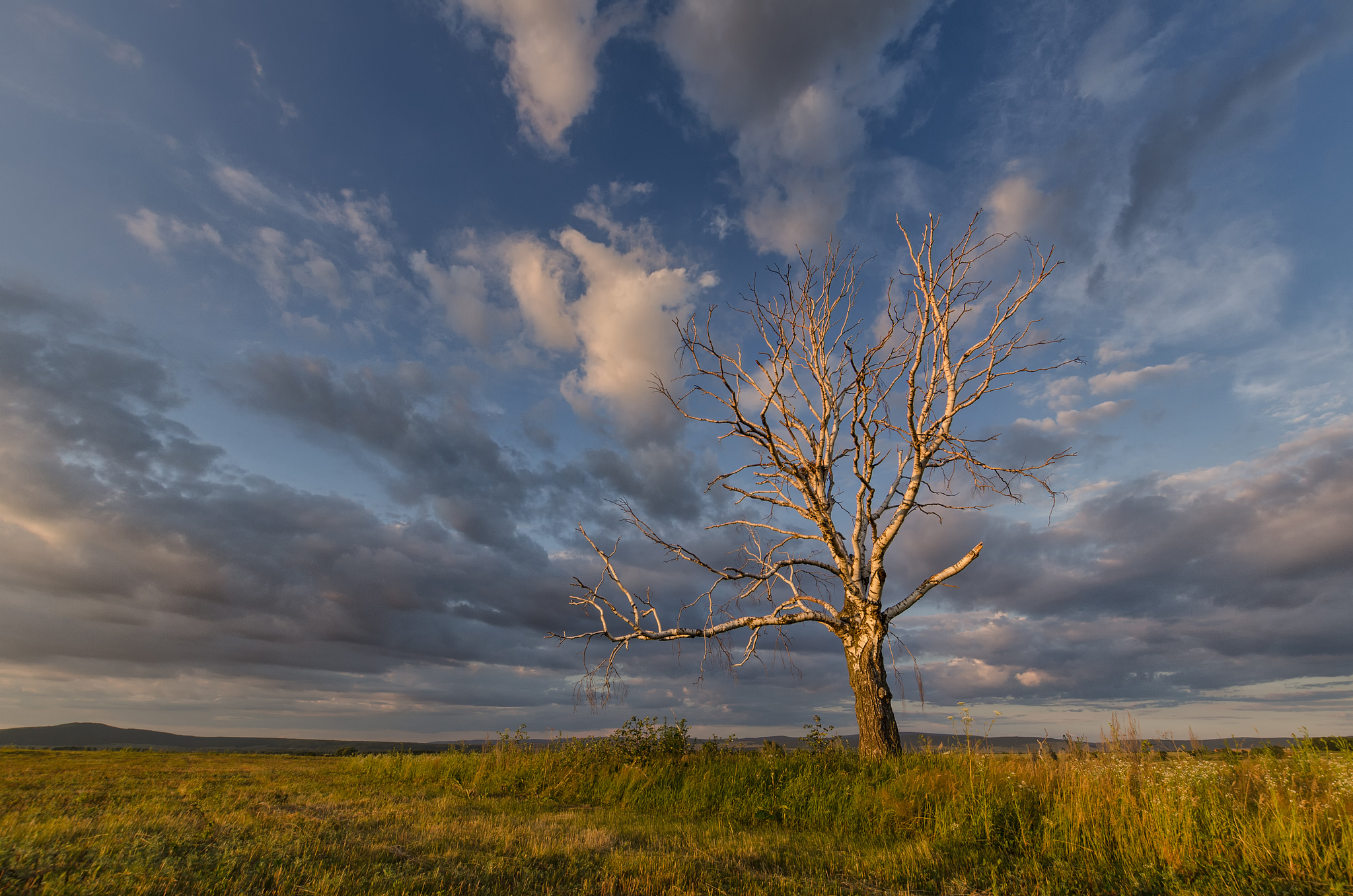 A dead tree in the wild. /VCG