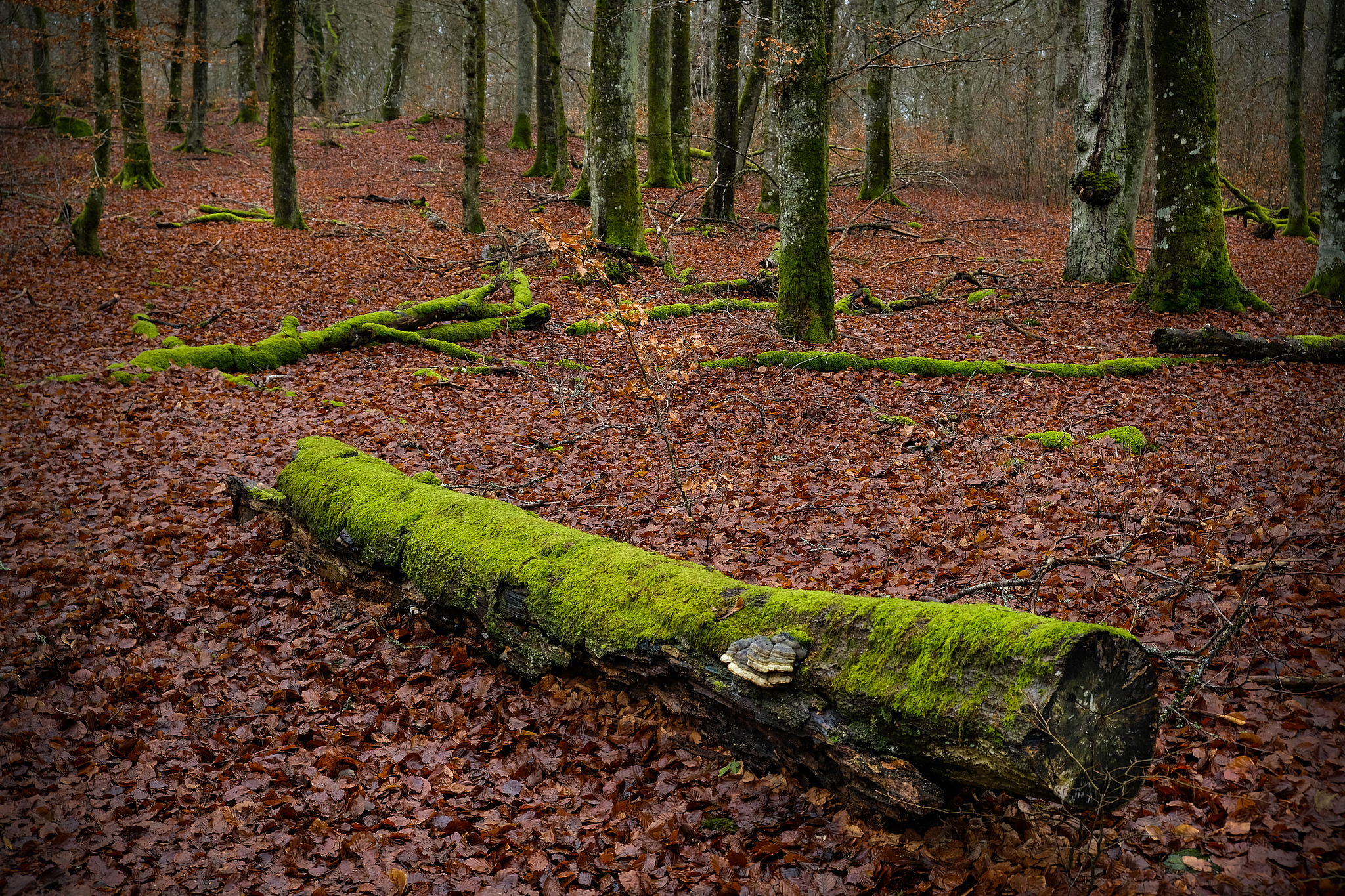 Dead branches in the forest. /VCG
