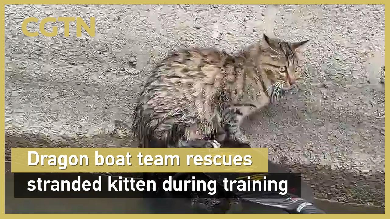 Dragon boat team rescues stranded kitten during training - CGTN