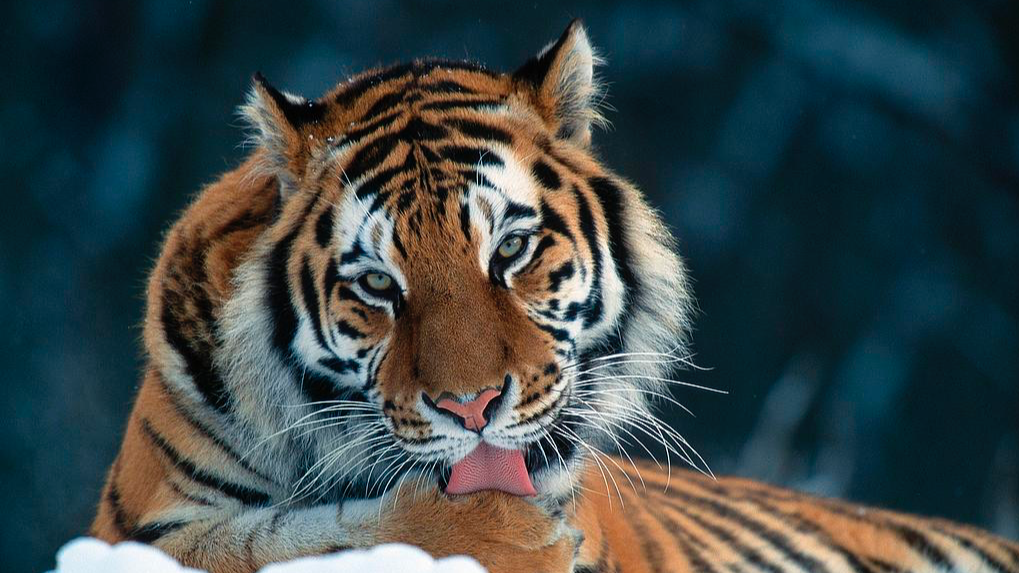 An image of a Siberian tiger./ VCG