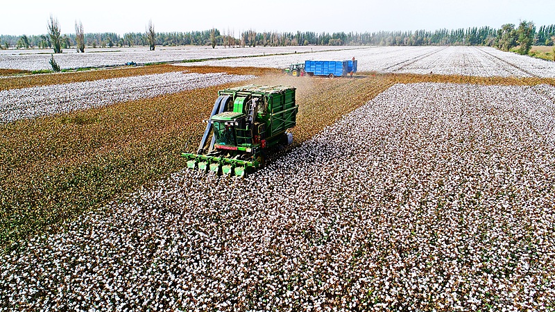 Harvesting machines shuttle among the cotton fields in the Mongolian Autonomous Prefecture of Bayingolin, northwest China's Xinjiang Uygur Autonomous Region, September 29, 2025. /VCG