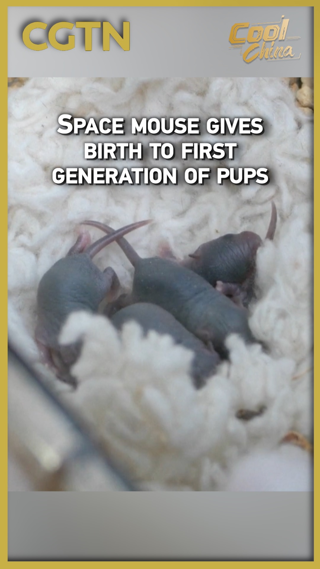 Space mouse gives birth to first generation of pups