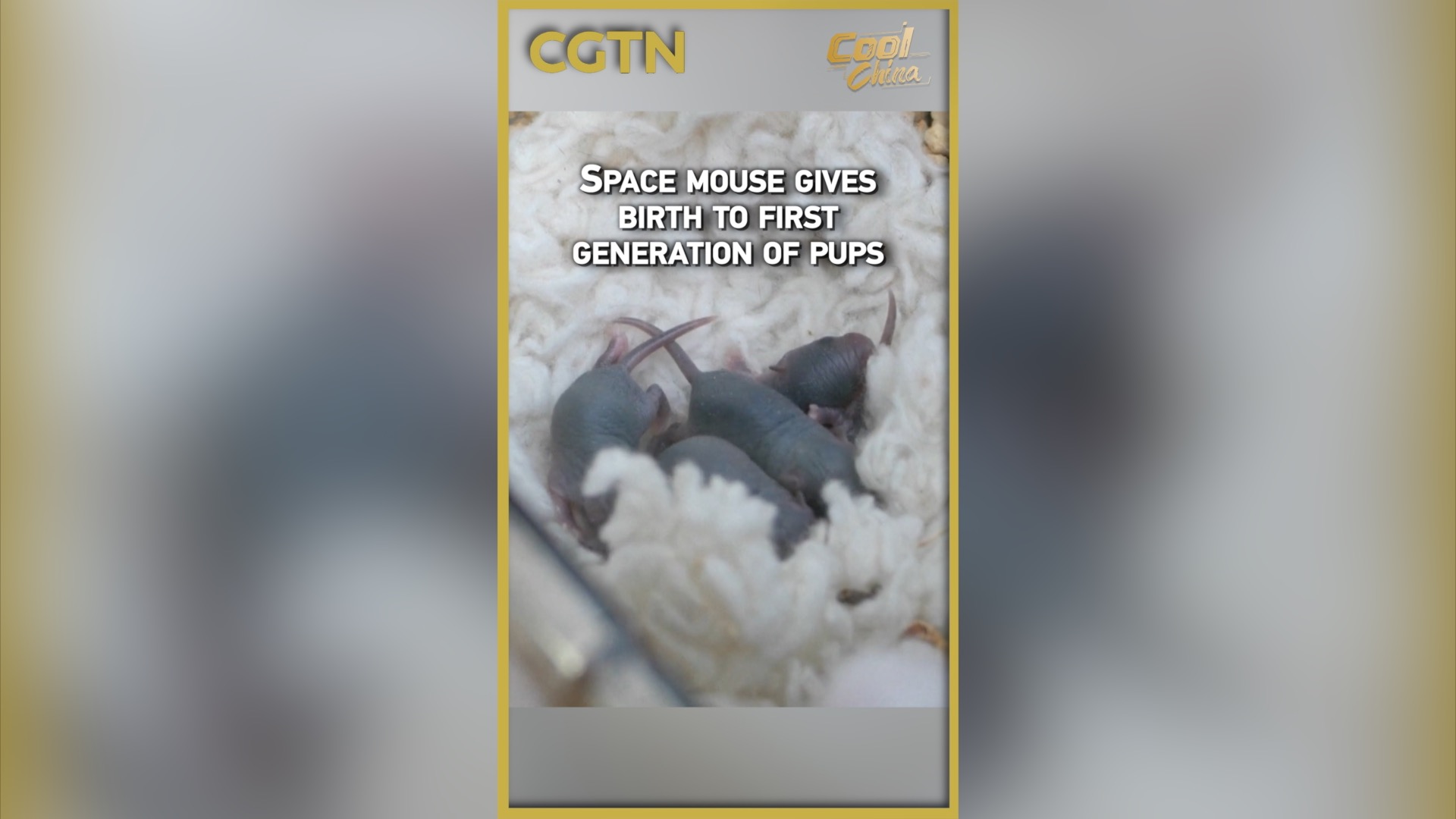 Space mouse gives birth to first generation of pups