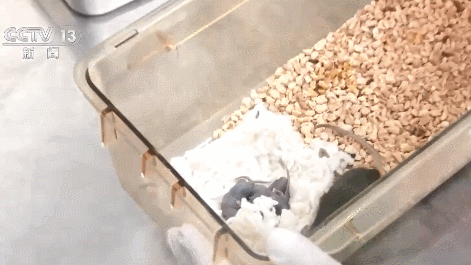 One female mouse after its space travel gives birth to pups on December 10, 2025. /CMG