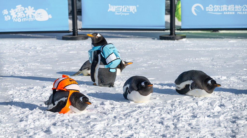 The grand opening ceremony of the 9th Ice Fishing and Hunting Nadam Fair is held at Lianhuan Lake in Daqing City, Heilongjiang Province, on December 27, 2025. /VCG