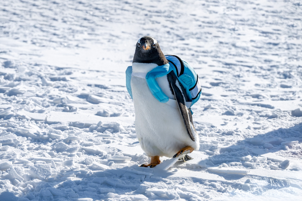 The grand opening ceremony of the 9th Ice Fishing and Hunting Nadam Fair is held at Lianhuan Lake in Daqing City, Heilongjiang Province, on December 27, 2025. /VCG