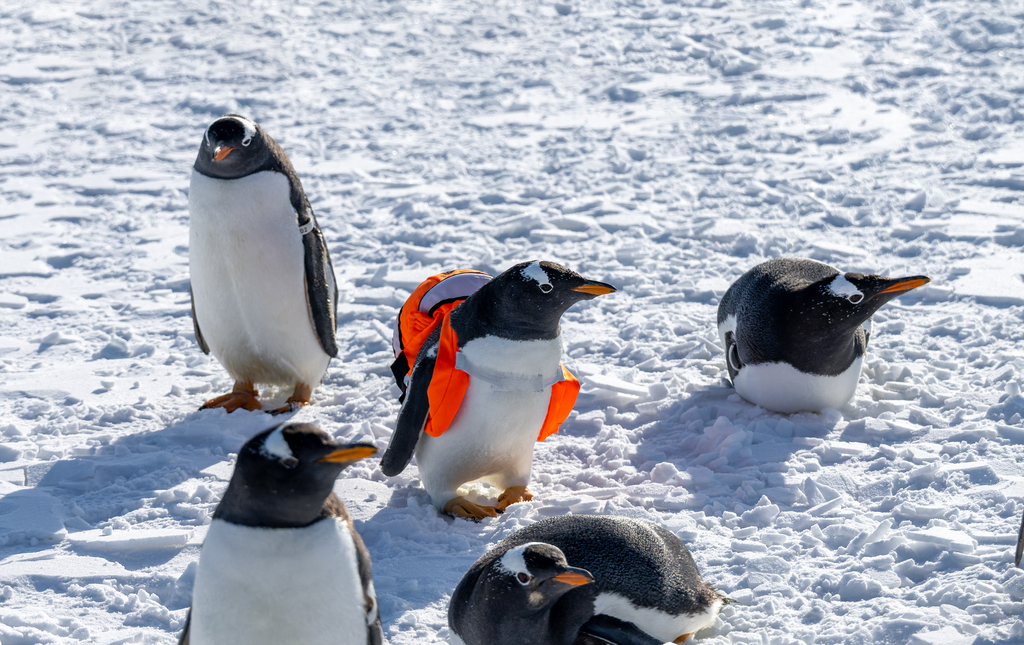The grand opening ceremony of the 9th Ice Fishing and Hunting Nadam Fair is held at Lianhuan Lake in Daqing City, Heilongjiang Province, on December 27, 2025. /VCG