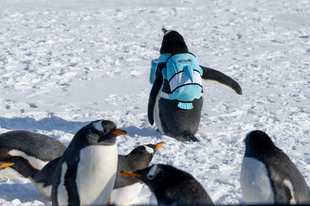 The grand opening ceremony of the 9th Ice Fishing and Hunting Nadam Fair is held at Lianhuan Lake in Daqing City, Heilongjiang Province, on December 27, 2025. /VCG