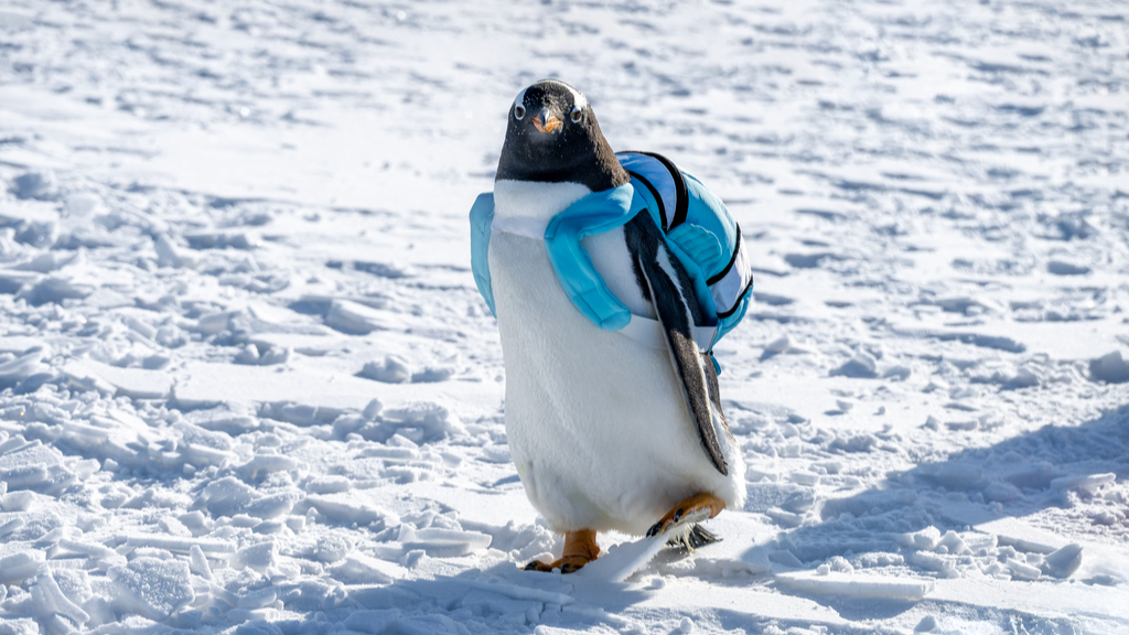 Cute penguins spotted at Lianhuan Lake in Daqing, Heilongjiang