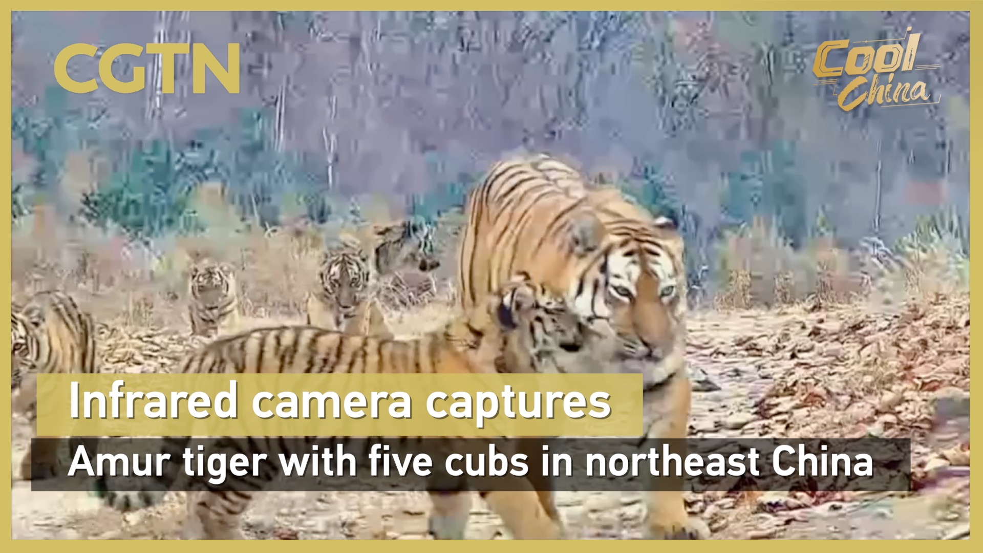 Infrared camera captures Amur tiger with five cubs in northeast China