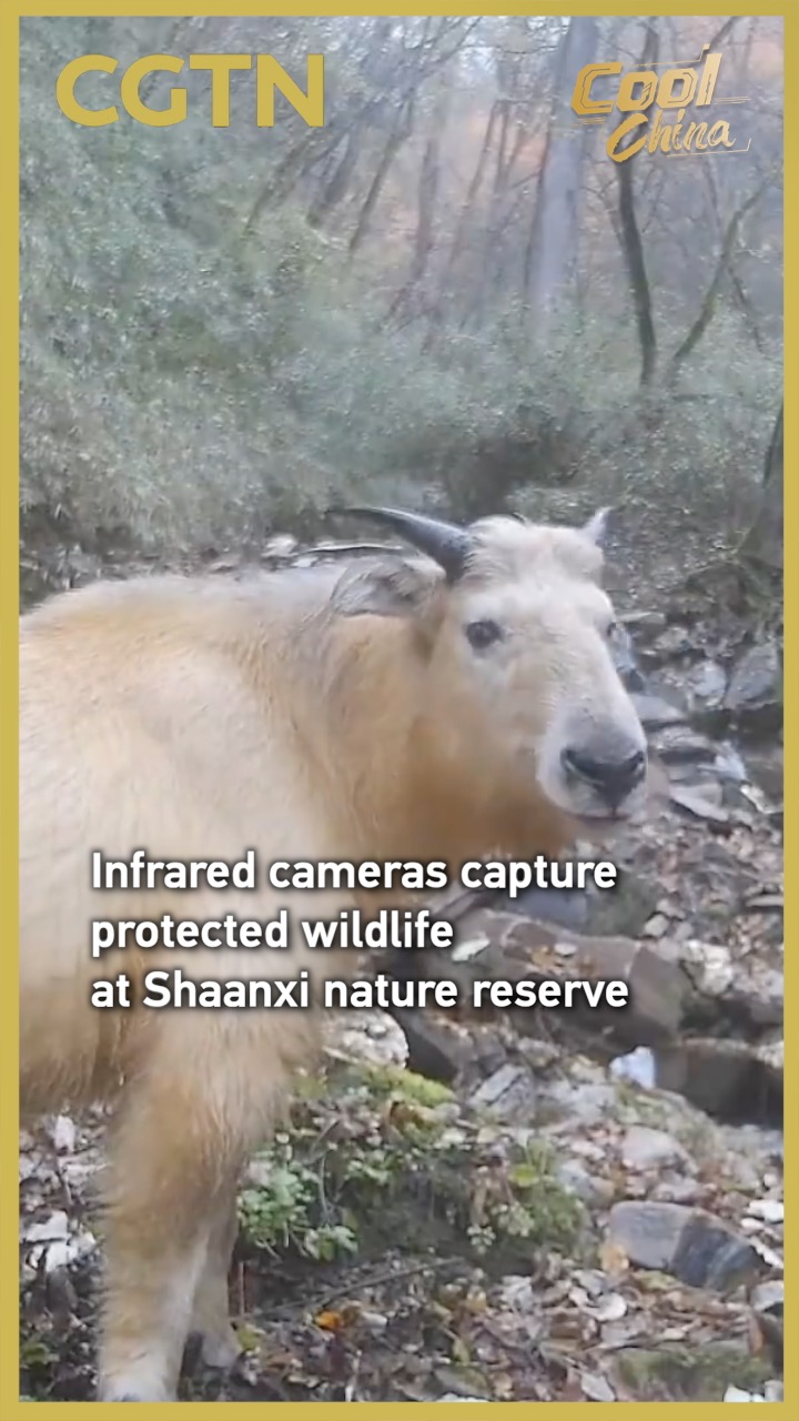 Infrared cameras capture protected wildlife at Shaanxi nature reserve