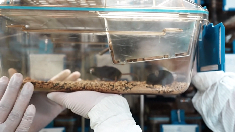 Mouse candidates are chosen to be part of the crew aboard the Shenzhou-21 spacecraft in China, 2025./ VCG