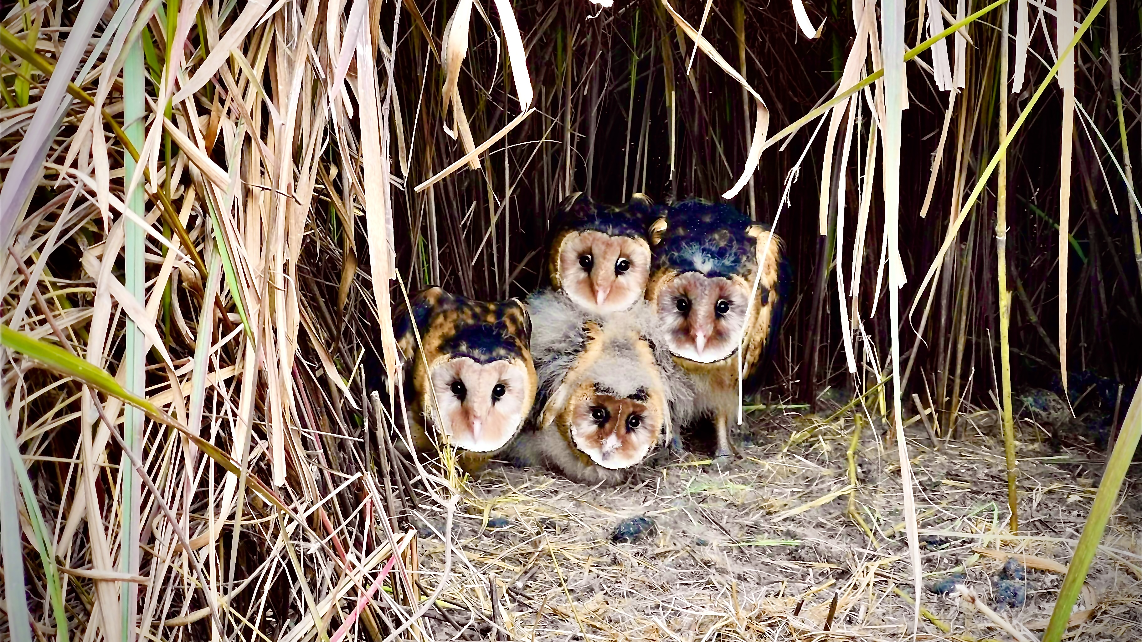 A construction site becomes an owl nursery