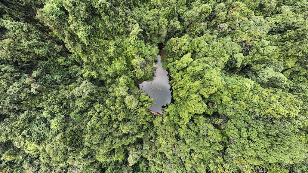 A view of a national forest park in southern China's Guangxi Zhuang Autonomous Region, December 13, 2025. /VCG

