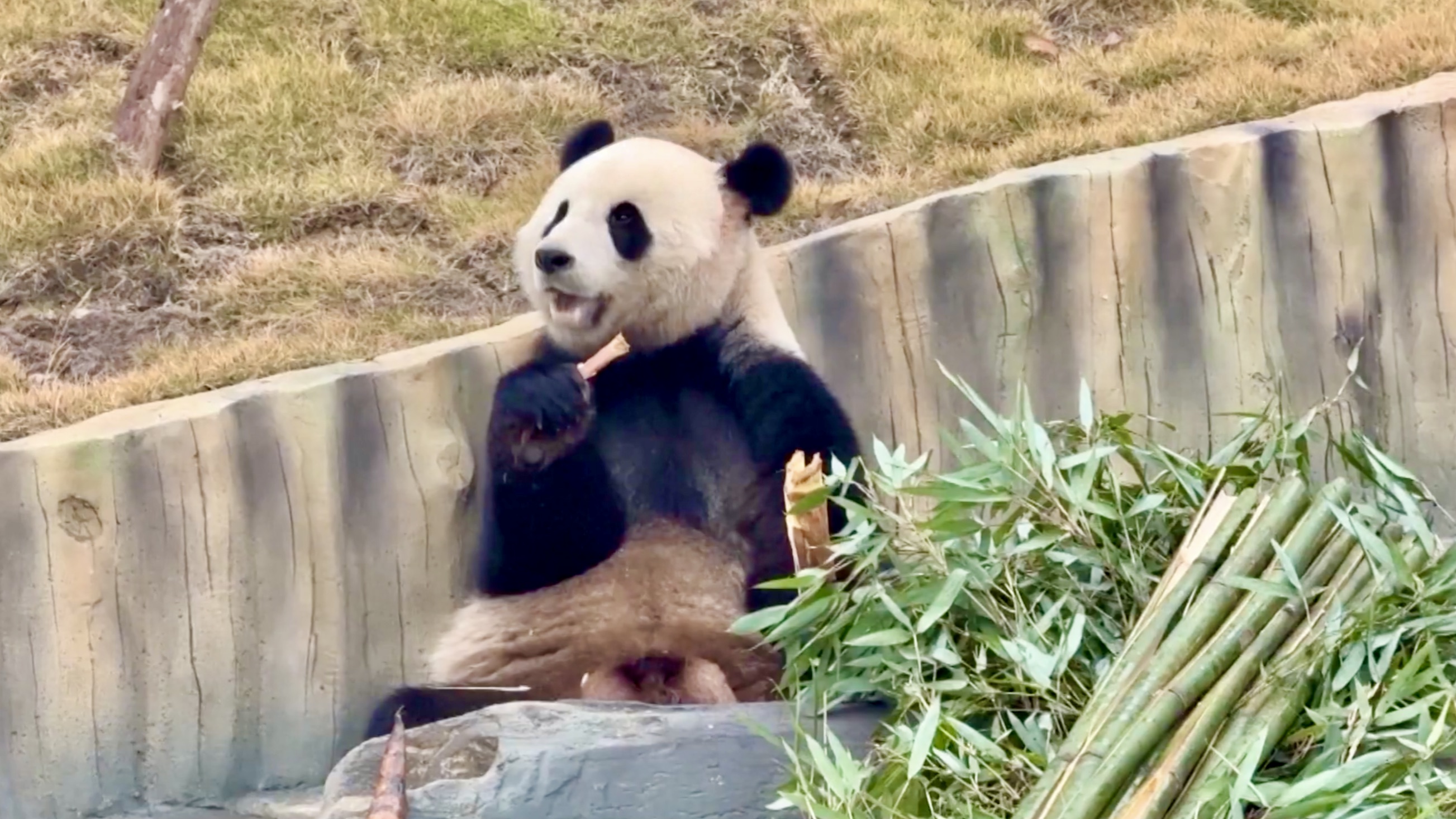 China's new giant panda base begins trial operations in Sichuan